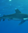 Requin longivanus